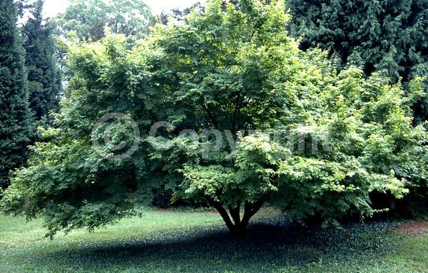 Red blooms; Deciduous; Broadleaf