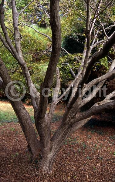 Red blooms; Deciduous; Broadleaf