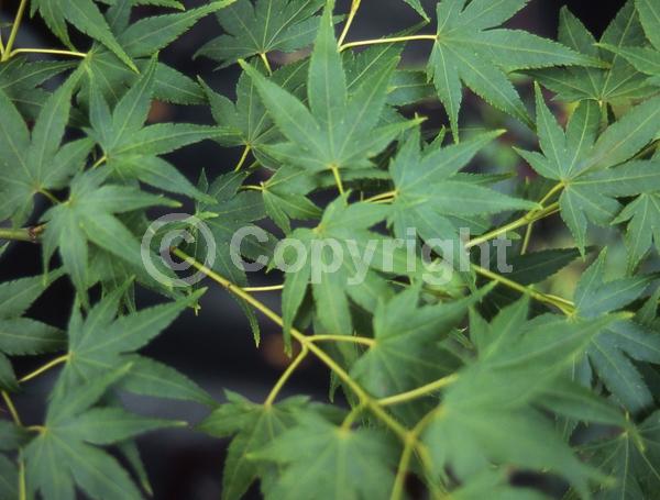 Red blooms; Deciduous; Broadleaf