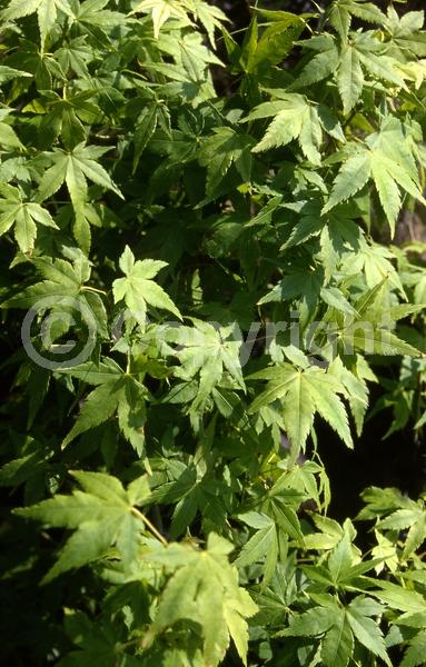 Red blooms; Deciduous; Broadleaf