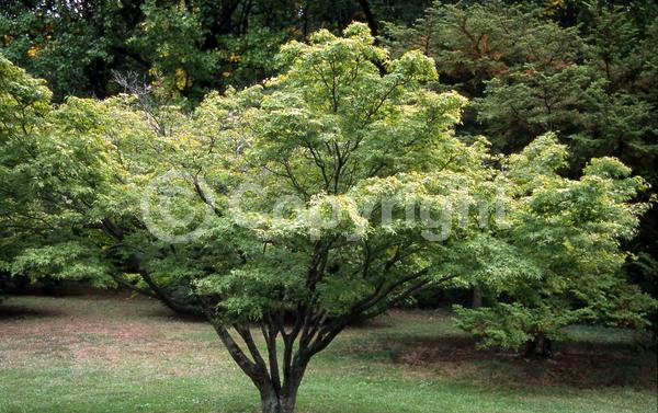 Red blooms; Deciduous; Broadleaf