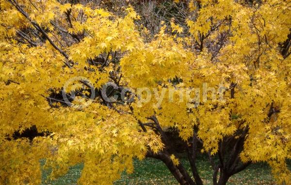Red blooms; Deciduous; Broadleaf