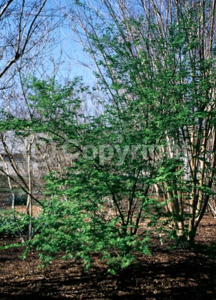 Red blooms; Deciduous; Broadleaf