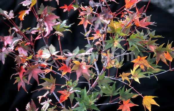 Red blooms; Deciduous; Broadleaf
