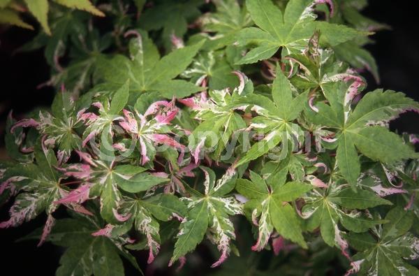 Red blooms; Deciduous; Broadleaf