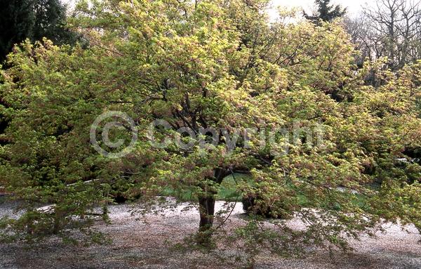 Red blooms; Deciduous; Broadleaf