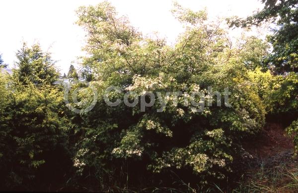 Red blooms; Deciduous; Broadleaf