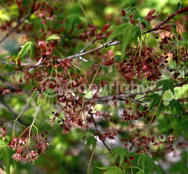 Red blooms; Deciduous; Broadleaf