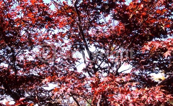 Red blooms; Deciduous; Broadleaf