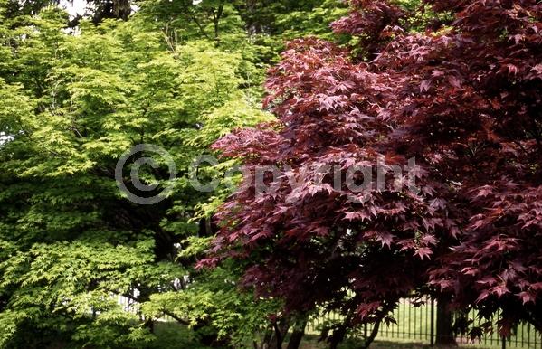 Red blooms; Deciduous; Broadleaf