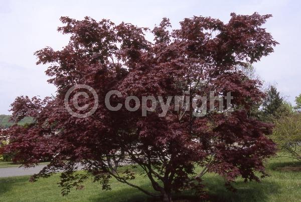 Red blooms; Deciduous; Broadleaf