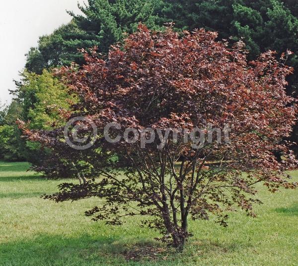 Red blooms; Deciduous; Broadleaf