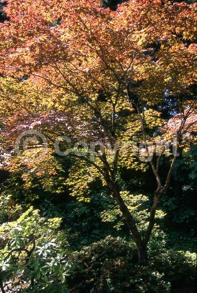 Red blooms; Deciduous; Broadleaf