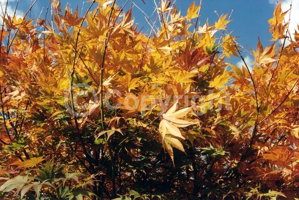 Red blooms; Deciduous; Broadleaf