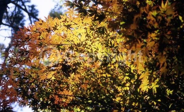 Red blooms; Deciduous; Broadleaf