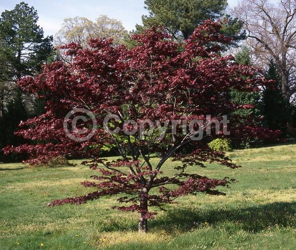 Red blooms; Deciduous; Broadleaf