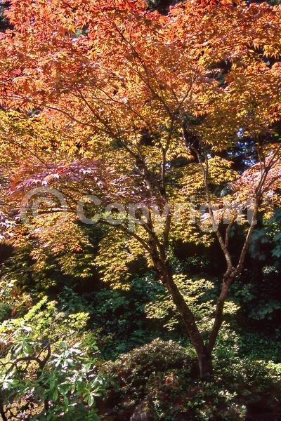 Red blooms; Deciduous; Broadleaf