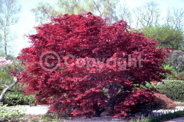 Red blooms; Deciduous; Broadleaf