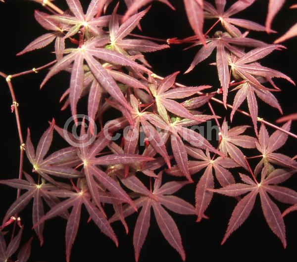 Red blooms; Deciduous; Broadleaf