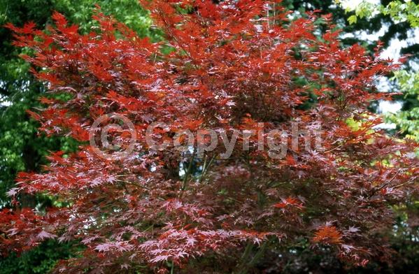 Red blooms; Deciduous; Broadleaf