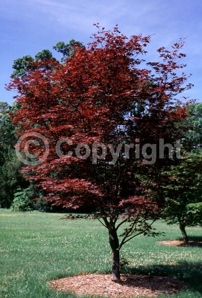 Red blooms; Deciduous; Broadleaf