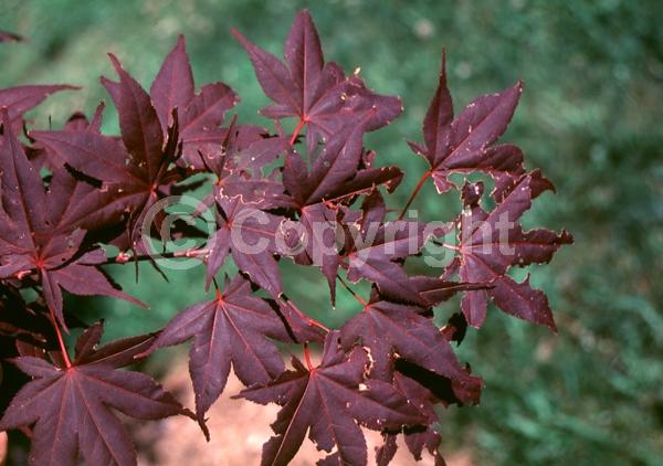 Red blooms; Deciduous; Broadleaf