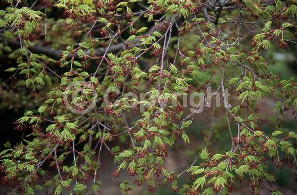 Red blooms; Deciduous; Broadleaf