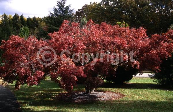 Red blooms; Deciduous; Broadleaf