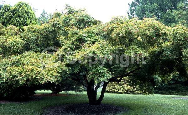 Red blooms; Deciduous; Broadleaf