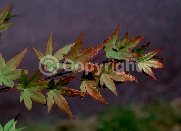 Red blooms; Deciduous; Broadleaf