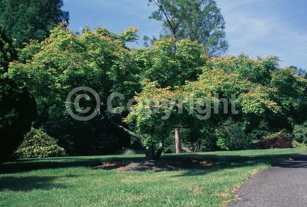 Red blooms; Deciduous; Broadleaf
