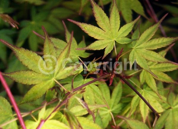 Red blooms; Deciduous; Broadleaf