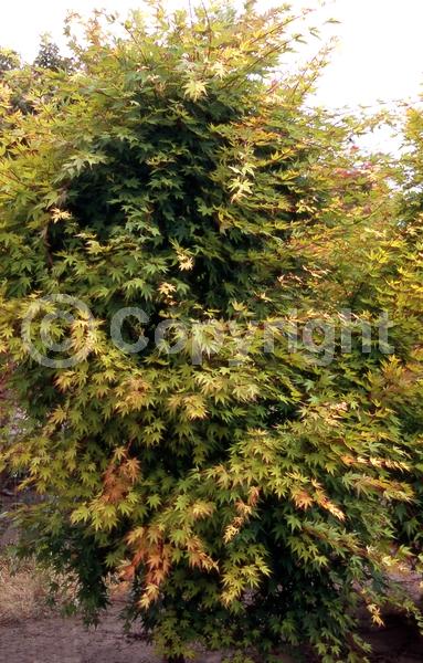 Red blooms; Deciduous; Broadleaf