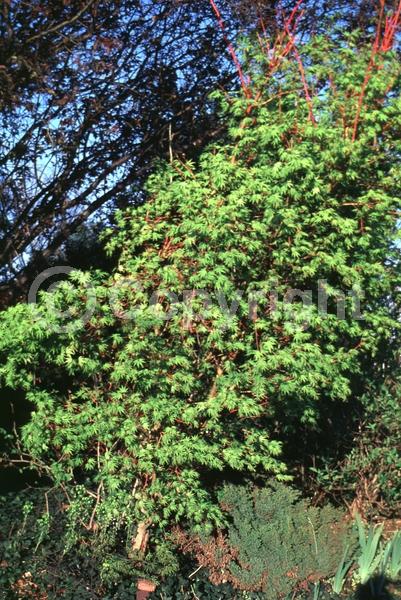 Red blooms; Deciduous; Broadleaf