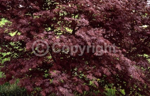 Red blooms; Deciduous