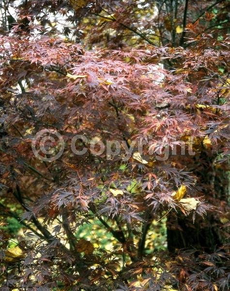 Red blooms; Deciduous