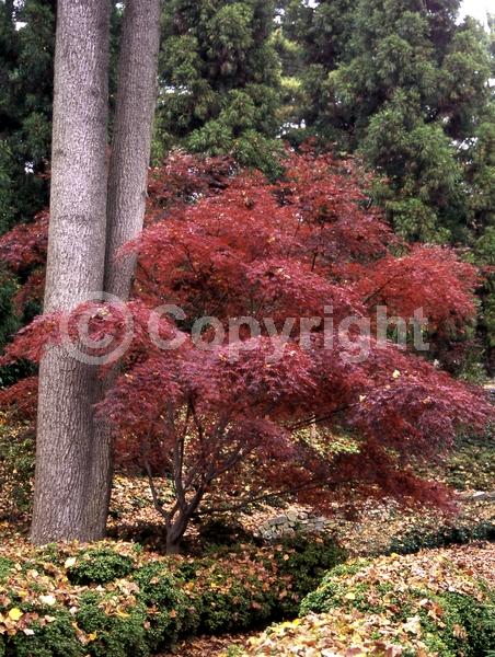 Red blooms; Deciduous