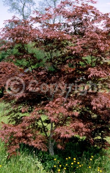 Red blooms; Deciduous