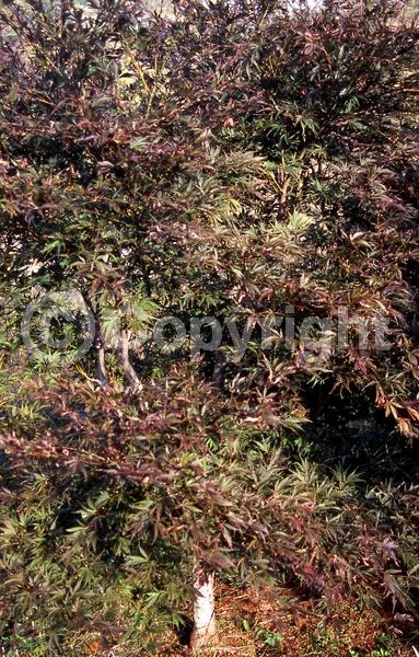 Red blooms; Deciduous
