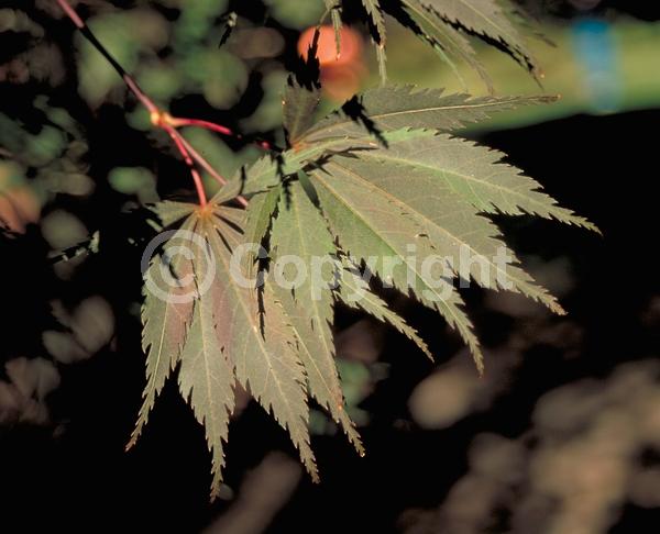 Red blooms; Deciduous