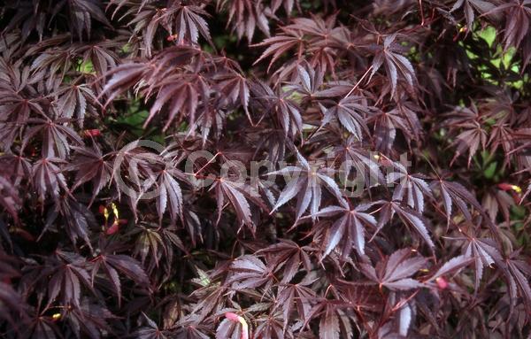 Red blooms; Deciduous