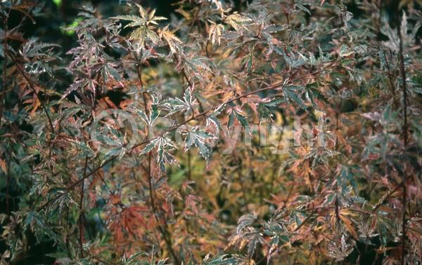 Red blooms; Purple blooms; Deciduous; Broadleaf