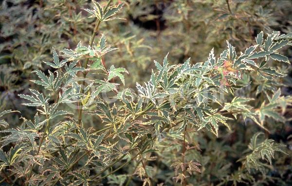 Red blooms; Purple blooms; Deciduous; Broadleaf