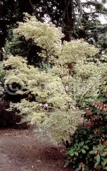 Red blooms; Purple blooms; Deciduous; Broadleaf