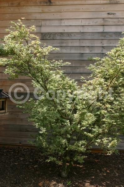 Red blooms; Purple blooms; Deciduous; Broadleaf