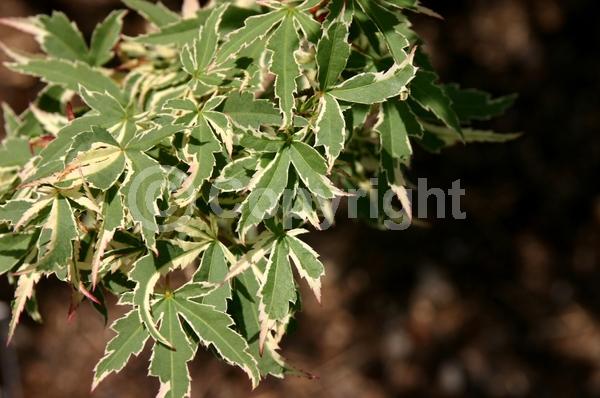 Red blooms; Purple blooms; Deciduous; Broadleaf