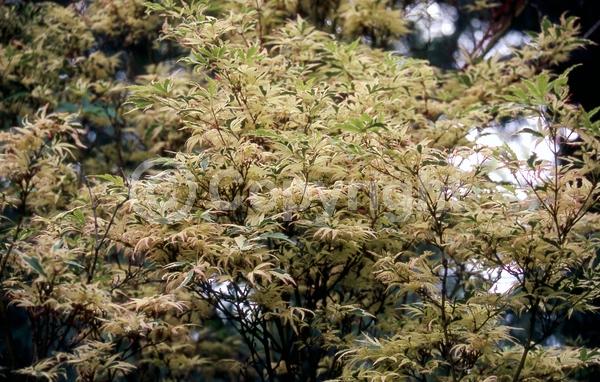 Red blooms; Purple blooms; Deciduous; Broadleaf