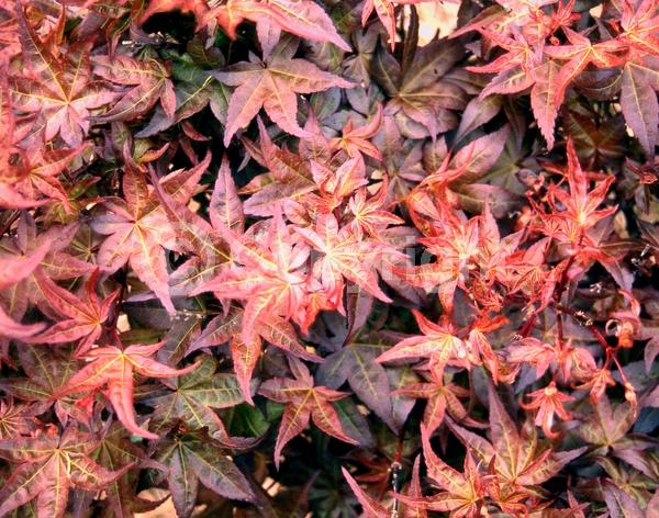 Red blooms; Deciduous