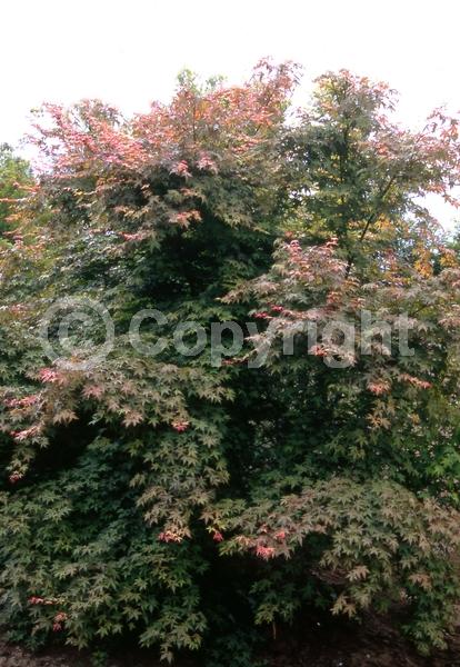 Red blooms; Deciduous