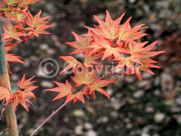 Red blooms; Deciduous